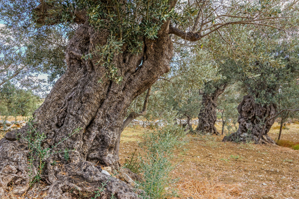 Φυσική κληρονομιά